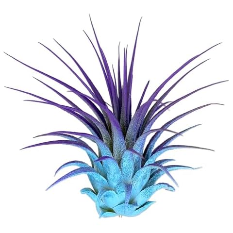 Rainbow Tillandsia Air Plant, Tillandsia Air Plant, Airplant, Air Purification, House Plant, Home Decor & Gift, Live Plant, Healthy Arrival Guarantee (Baby Blue/Purple) Cover