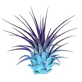Rainbow Tillandsia Air Plant, Tillandsia Air Plant, Airplant, Air Purification, House Plant, Home Decor & Gift, Live Plant, Healthy Arrival Guarantee (Baby Blue/Purple)
