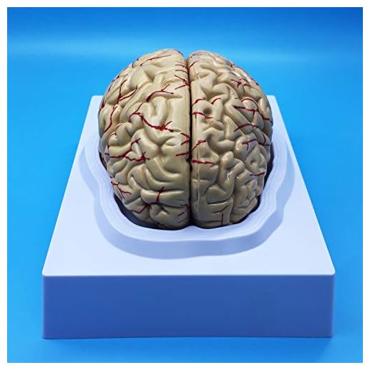 Learning Resources Human Brain Anatomical Model, Anatomically Accurate Brain Model Life Size Human Brain Anatomy for Science Classroom Study Display Teaching Model