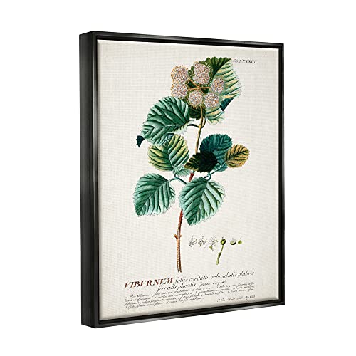 Stupell Industries Botanical Plant Illustration Seeds Vintage Design, Design by World Art Group, Green, 16 x 20