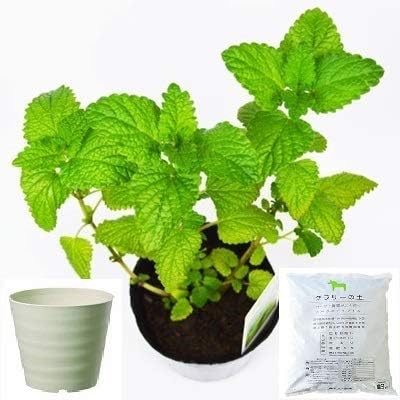 Amazon Co Jp レモンバーム 栽培 セット ハーブ 軽量 プラスチック 鉢 プランター アイボリー Diy 工具 ガーデン
