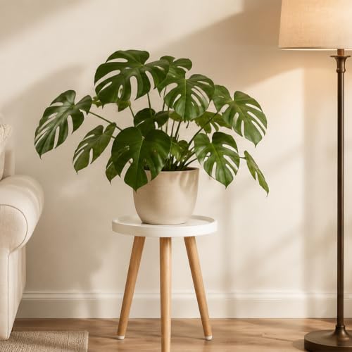 Image of KGPLOME 2 Pack White Plant Stands Indoor with Raised Design and Wood Leg | 12x17'' Raised Design Round Small Side End Table,Mid CenturyTall Holder for Flower Pots with Silicone Footpads