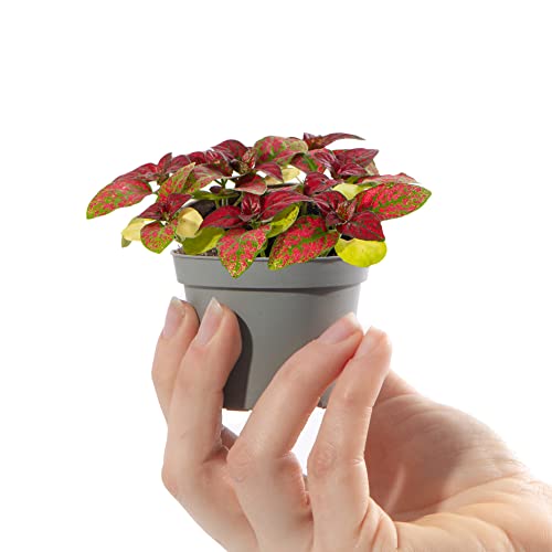 Baby Polka Dot Plant - Hypoestes Phyllostachya Red Small Indoor Houseplant in 6cm Pot | Mini Plant with Colourful Foliage | for Home and Office | Grow Your Own Baby Plants