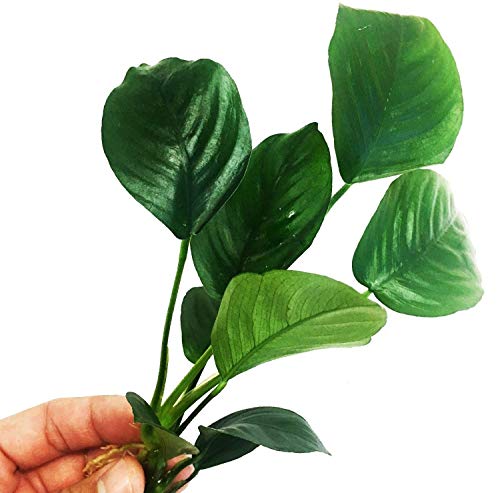 Planterest - Anubias Barteri Broad Leaf Loose Live Aquarium Plant Decorations BUY2GET1FREE