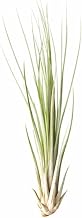 Tillandsia juncea, about 16 cm tall, indoor plants