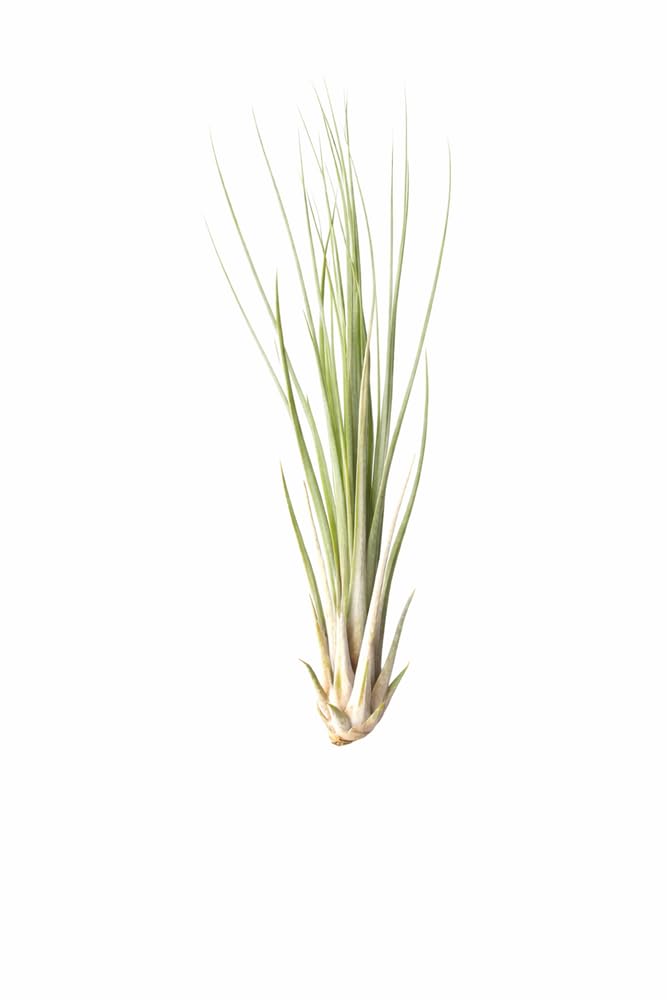 Tillandsia juncea 16 cm Plante d'intérieur