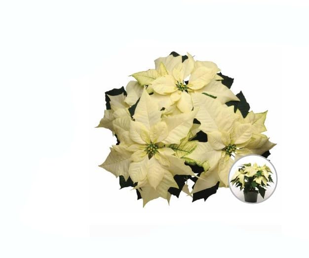 Flor de Navidad Blanca Planta Natural Viva Flor de Nochebuena