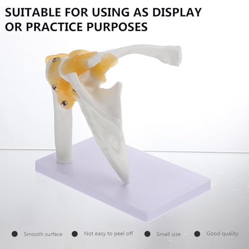 Articulation épaule PVC avec ligaments pour comprendre les lésions - 3