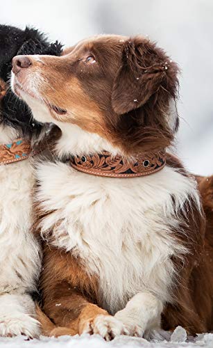 MICHUR Jose Hundehalsband Leder, Lederhalsband Hund, Halsband, Beige, Leder, mit gefärbten Bereichen in Schwarz und Schwarzen Steinen, in verschiedenen Größen erhältlich