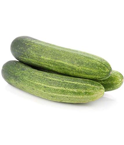 Cucumber Kheera Seeds for Kitchen Garden Rooftop Balcony Garden 50 Seeds-picture-16