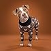 Spark Paws Hundepyjama, ultraweich und 4-Wege-Stretch, Erholungsanzug nach Operation, Schlafanzug Onesie für Kleine, Mittlere und Große Hunde - Bear Black - XL