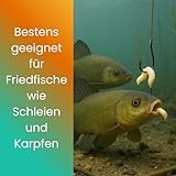 Lebende Bienenmaden – 3er Set (ca. 120 STK) – Premium Angelköder für Forellen & Saibling – Frische, aktive Ködermaden für Pose, Grundblei & Sbirolino – Lebendfutter