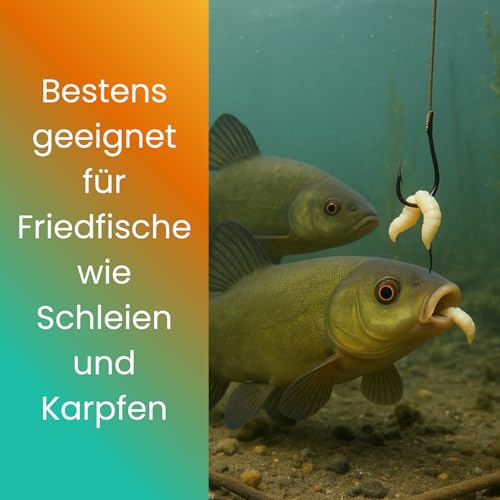 Lebende Bienenmaden – 3er Set (ca. 120 STK) – Premium Angelköder für Forellen & Saibling – Frische, aktive Ködermaden für Pose, Grundblei & Sbirolino – Lebendfutter