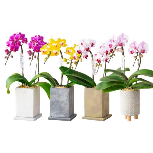 胡蝶蘭 ミディ胡蝶蘭 KouBou 大地 2本立ち[母の日限定] 株式会社なかがわ