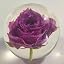 Magenta Rose