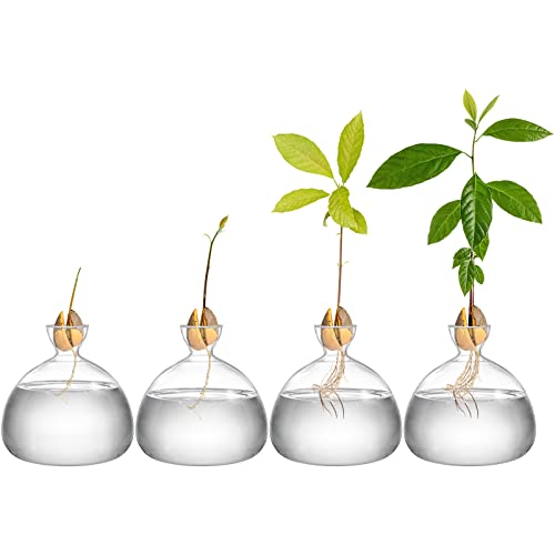 Image of Hiceeden Avocado Seed Starter Vase Planter, Clear Avocado Tree Growing Kit Pot, Medium Avocado Vase Grow Glass Plant Pot Gift for Indoor Outdoor