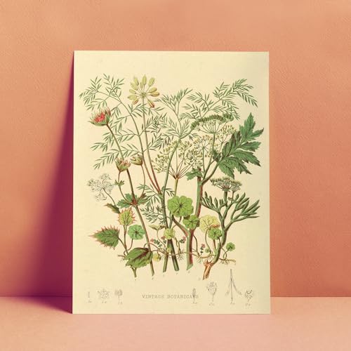 Nacnic Impression artistique Umbellaceinspiré parVintage Blumensammlung. Tableaux décoratifs pour votre salon, chambre, maison. Impression d’art mural. Größen A4