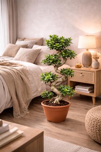 Bonsai Ficus Microcarpa Ginseng (S-Form) – 70-100 cm – Pflegeleichte Zimmerpflanze, ideal für Anfänger, Wohn- und Büroschmuck