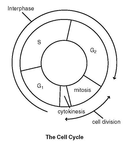 Clep® Biology Book + Online (Clep Test Preparation) #TOP3