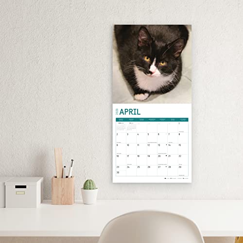 2023 Rescue Cats Monthly Wall Calendar By Bright Day, Calendars For A Cause, 12 X 12 Inch, Cute Adorable Kitten Pet Photography #TOP6