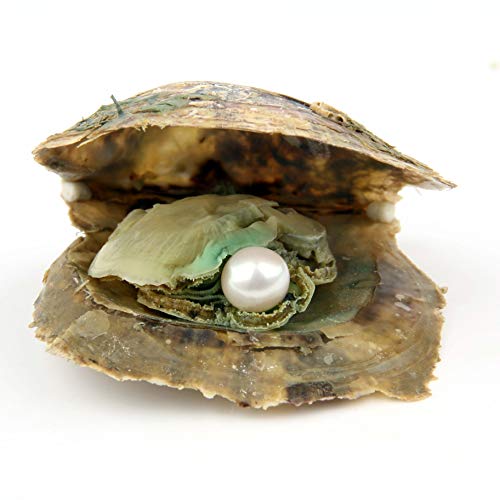 4PCS Saltwater Akoya Cultured Pearl Oyster with Round Pearl (6.5-7.5mm) Inside Jewelry Making or Birthday Gifts (4 Colors)