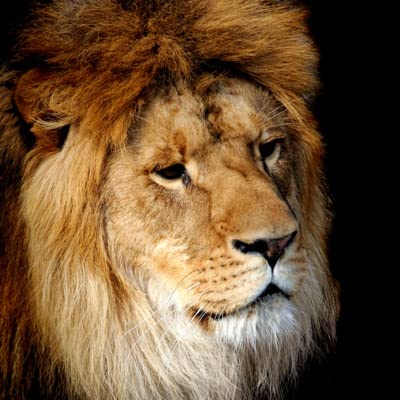 Lion's Life Coaching: Past, Present, The Future, and Communication