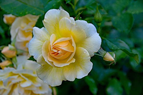 'Happy Birthday' Patio Rose Bush in 5.5L Pot (Live Plants)