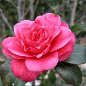 Miniatura 5 de 100 colores mezclados doble Camellia Impatiens (BalsamLady SlipperTouch Me Not) Impatiens Balsamina Flower Seeds
