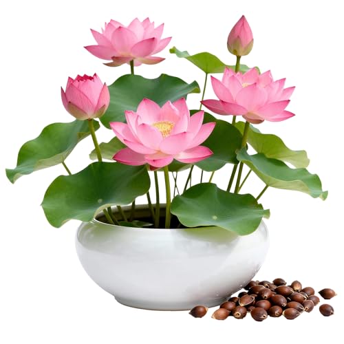 Premium Water Lily Lotus Seeds for Planting - 60Pcs Pond