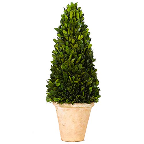 BOXWOOD VALLEY Real Preserved Boxwood Evergreen Potted Tree Globe Tree Topiary in Terracotta Planter, Home Decor Christmas, New Year, Anniversary, Housewarming Decor(Cone Topiary, 17 inches)