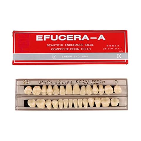 28Teeth Dental Synthetic Resin Tooth Denture Dentistry for Halloween Horror Teeth,Dental Education,Dental Teeth Teaching Model (23A3(1SET)) Cover