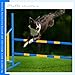 Seenelling Agility Wing Jumps with Bar Dog Training Hedge Adjustable Pet Hurdles Jump Bars for Indoor Outdoor Dog Pet Agility Course Game
