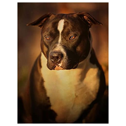 5D diamantmålningssatser Staffordshire bullterrier hund gör-det-själv färg med full borr rund diamant konst efter nummer kit kristall korsstygn för vuxna dekomprimering väggdekoration 40 x 50 cm
