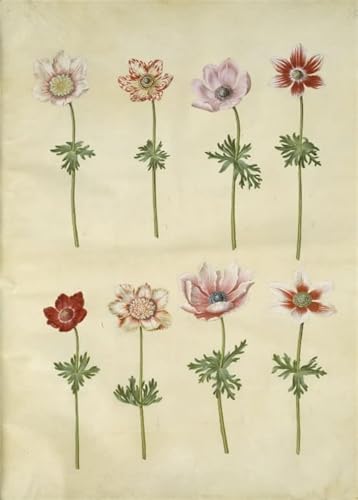 Poster Anémone Coronaria par Hans Simon Holtzbecker 60x90cm