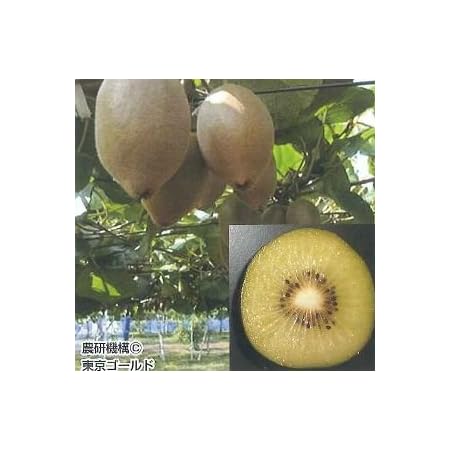 Amazon キウイ 東京ゴールド メス木 果樹苗 果物 Amazon キウイ 東京ゴールド メス木 果樹苗 果物