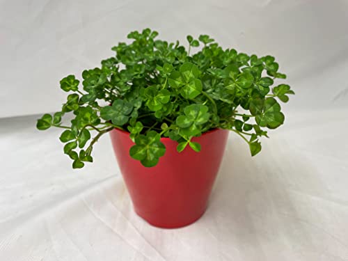 幸せ の 四つ葉 の クローバー シロツメグサ 【 本物の 四つ葉のクローバー 】 鉢植え 栽培方法付き プレゼント お祝い 地植え 押し花 にも出来ます。 おススメ