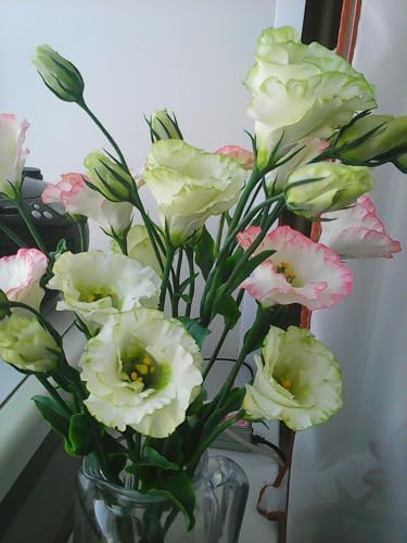 Oakwood Farms® Lisianthus Flower Seeds for Home and Gardening Pack of 40 to 50 seeds (VIOLET)