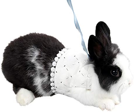 chinchilla harness