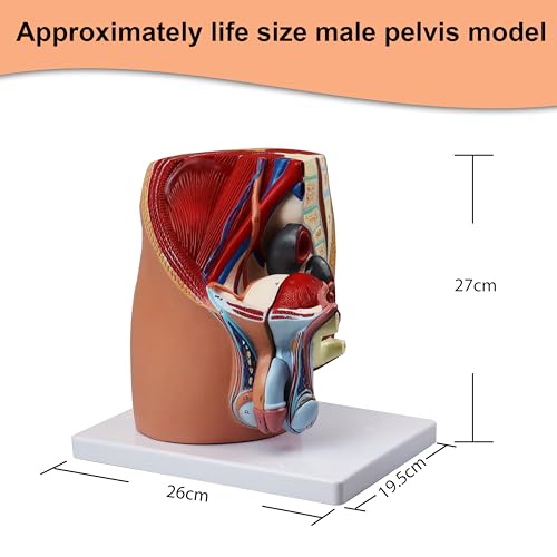 Image of VAO431-N Male Pelvis - 4 Parts, Magnetically Connected