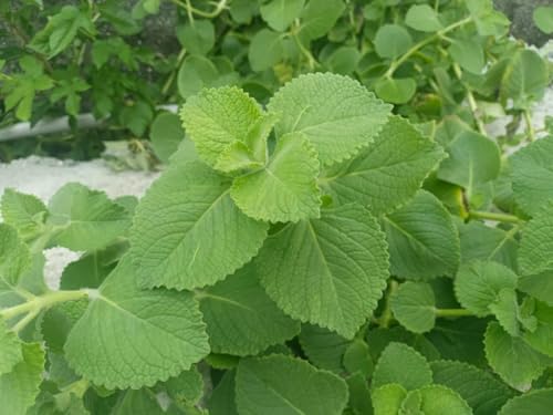 Cuban Oregano Plant 1 Live Plant Mexican Mint Herb Spanish Thyme Rooted Cutting Coleus Amboinicus by Exotic Succulent Collection