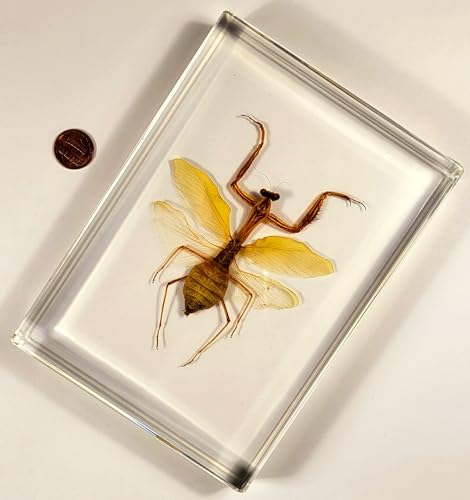 Image of Huge 6.9 inch Real Praying Mantis w /Open Wings in Crystal Clear Lucite Resin Specimen Preserved Animal Insect Bug Taxidermy Collection for Biology Science Education & Desk Ornament Display Paperweight