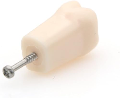 Miniatura 6 de Bulunde - 10 piezas de dientes de práctica dental Typodont Modelo de estudio individual de repuesto para estudiantes, enseñanza de relleno de