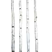 Four Thin White Birch Poles 8 ft