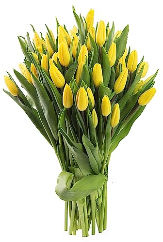 Image of KaBloom PRIME OVERNIGHT DELIVERY - WEDDING COLLECTION - PREMIUM 50 Yellow Tulips - Wholesale Fresh Flowers I Gift for Birthday, Anniversary, Thank You, Mother's Day Fresh Flowers.