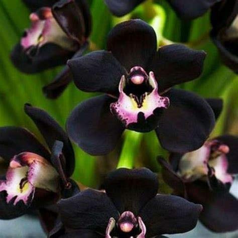 Genipap 50 semillas de orquídea negra