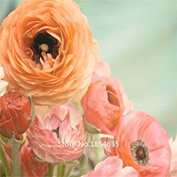 Garden Plant 100PCS Ranunculus Asiaticus Flower Seeds For Home & Garden DIY Plants Persian Buttercup Seed Flower Bulbs Free Shi