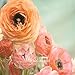 Garden Plant 100PCS Ranunculus Asiaticus Flower Seeds For Home & Garden DIY Plants Persian Buttercup Seed Flower Bulbs Free Shi