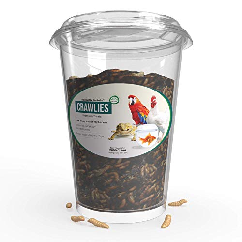 Hermetia Protein Large CRAWLIES (2000 count) Live Black Soldier Fly Larvae Reptile & Amphibian Food | More Calcium, Protein, Fat than live mealworms or live insects| USA Grown on Our Eco-Friendly Farm