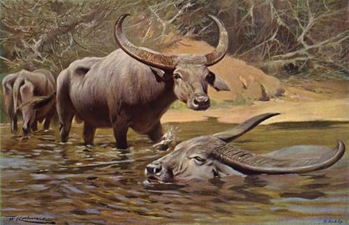 Tableaux peinture sur toile animal indien décoration chambre moderne 60x90