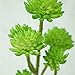 Lily Garden All Kinds of Green Artificial Succulent Plants (J)